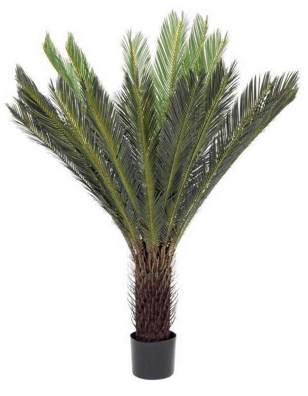 0172619_-pianta_palma_cycas_c_vaso_28foglie_h120_1648382880.jpg 0172619 pianta palma cycas c vaso 28foglie h120 1648382880