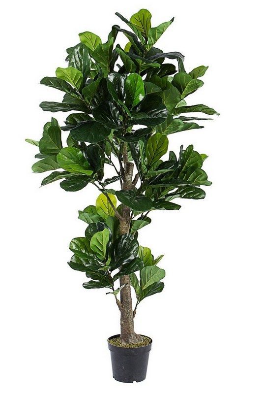 0172637_-pianta_ficus_lyrata_c_vaso_153fogl_h190_1648382872.jpg 0172637 pianta ficus lyrata c vaso 153fogl h190 1648382872